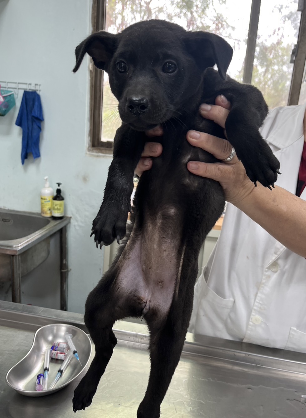 彰化縣待認養狗 混種犬
