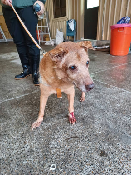 新北市待認養狗｜混種犬｜黃色｜母