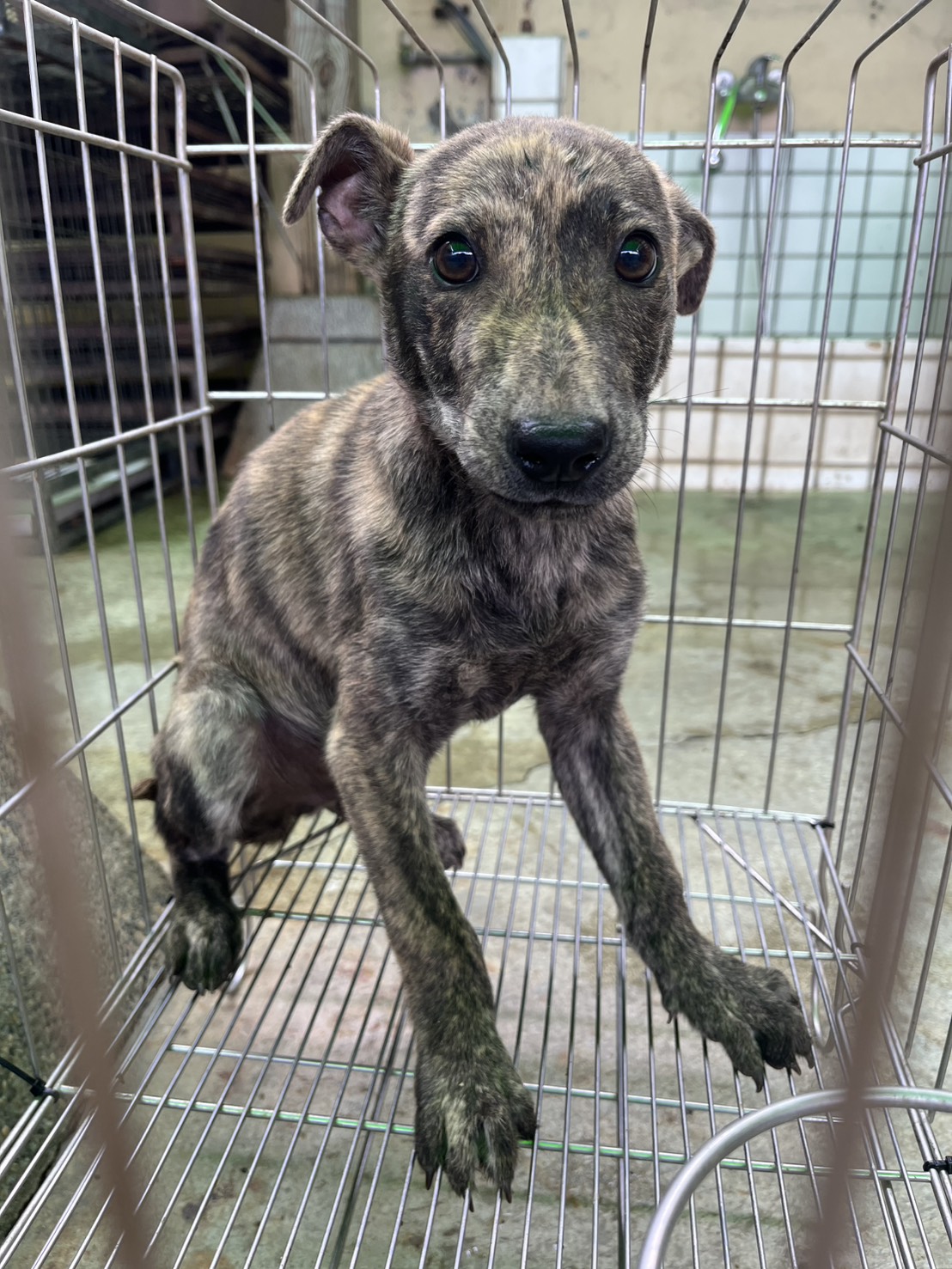 彰化縣待認養狗 混種犬