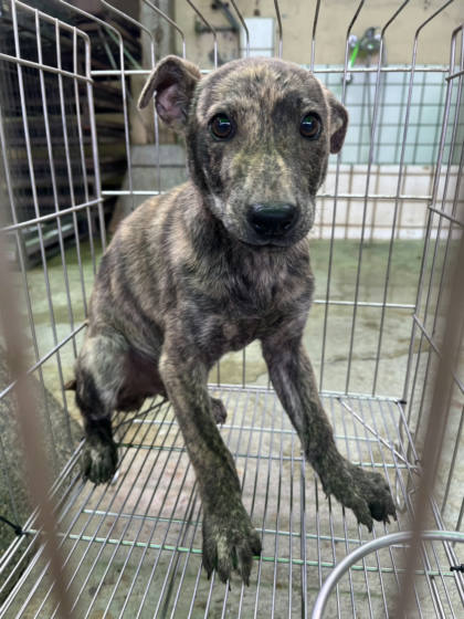彰化縣待認養狗｜混種犬｜虎斑色｜公
