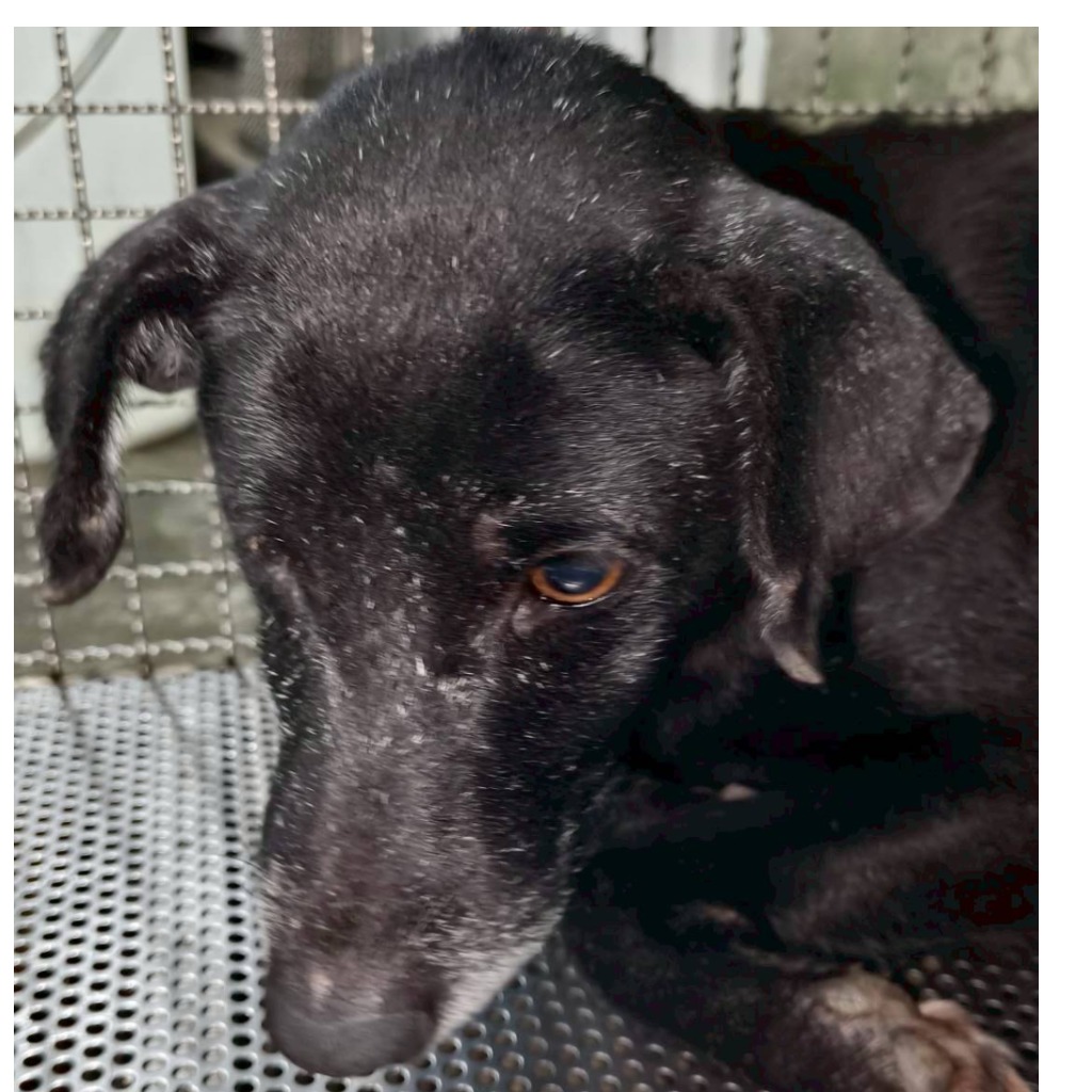 新北市待認養狗 混種犬