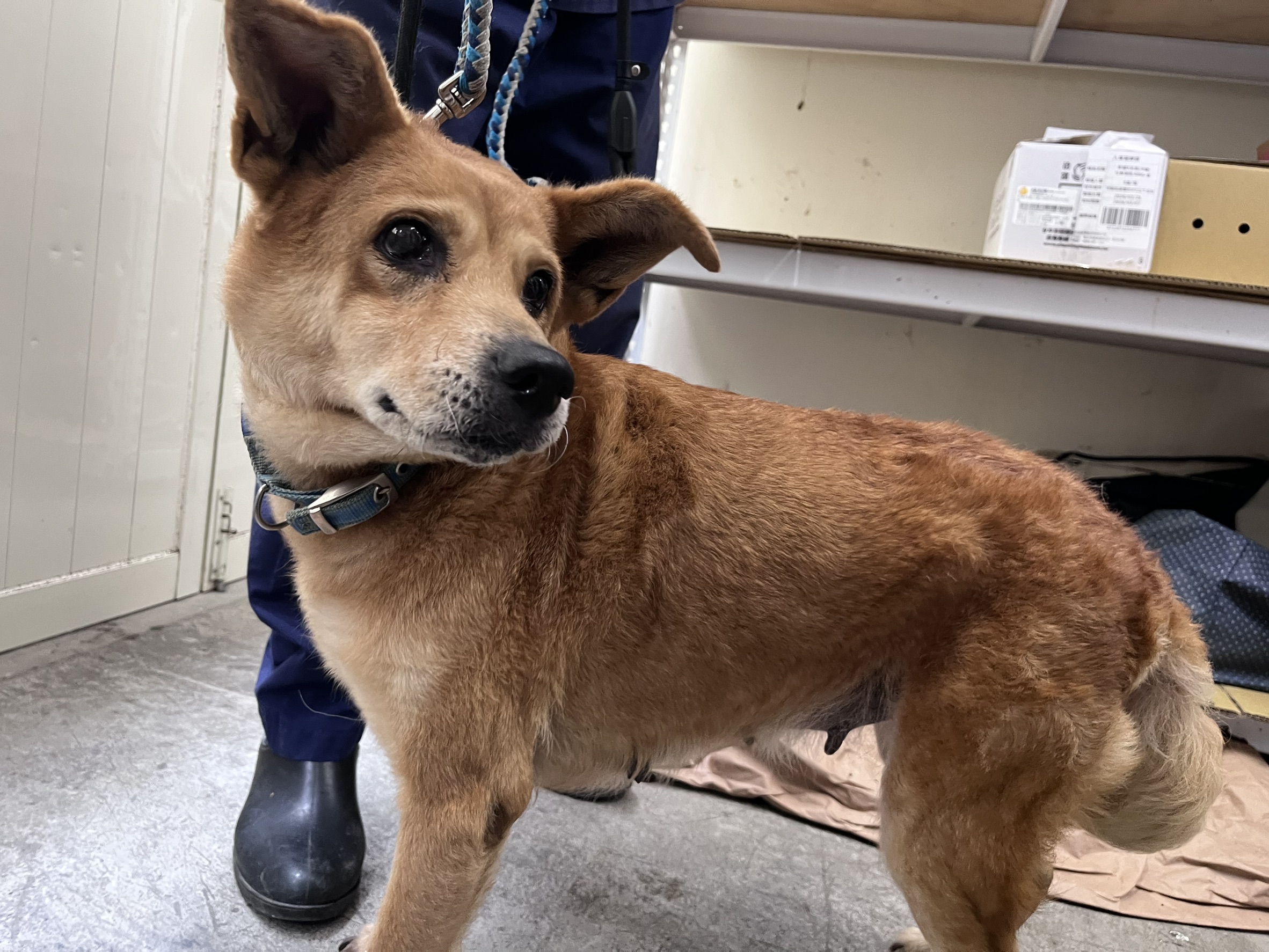 台北市待認養狗 混種犬