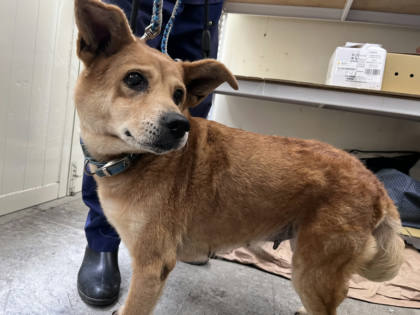 台北市待認養狗｜混種犬｜黃色｜母