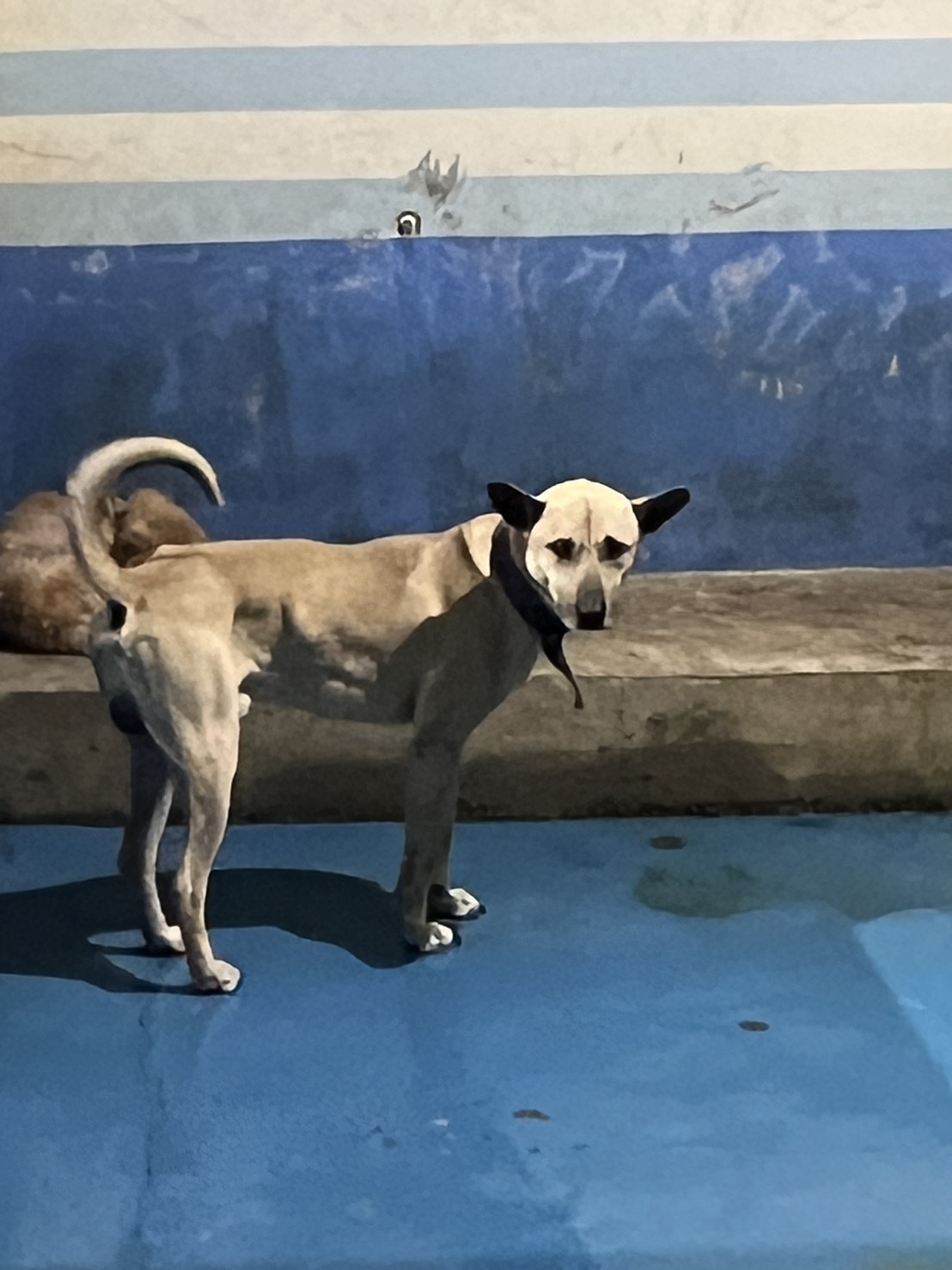 苗栗縣待認養狗 混種犬