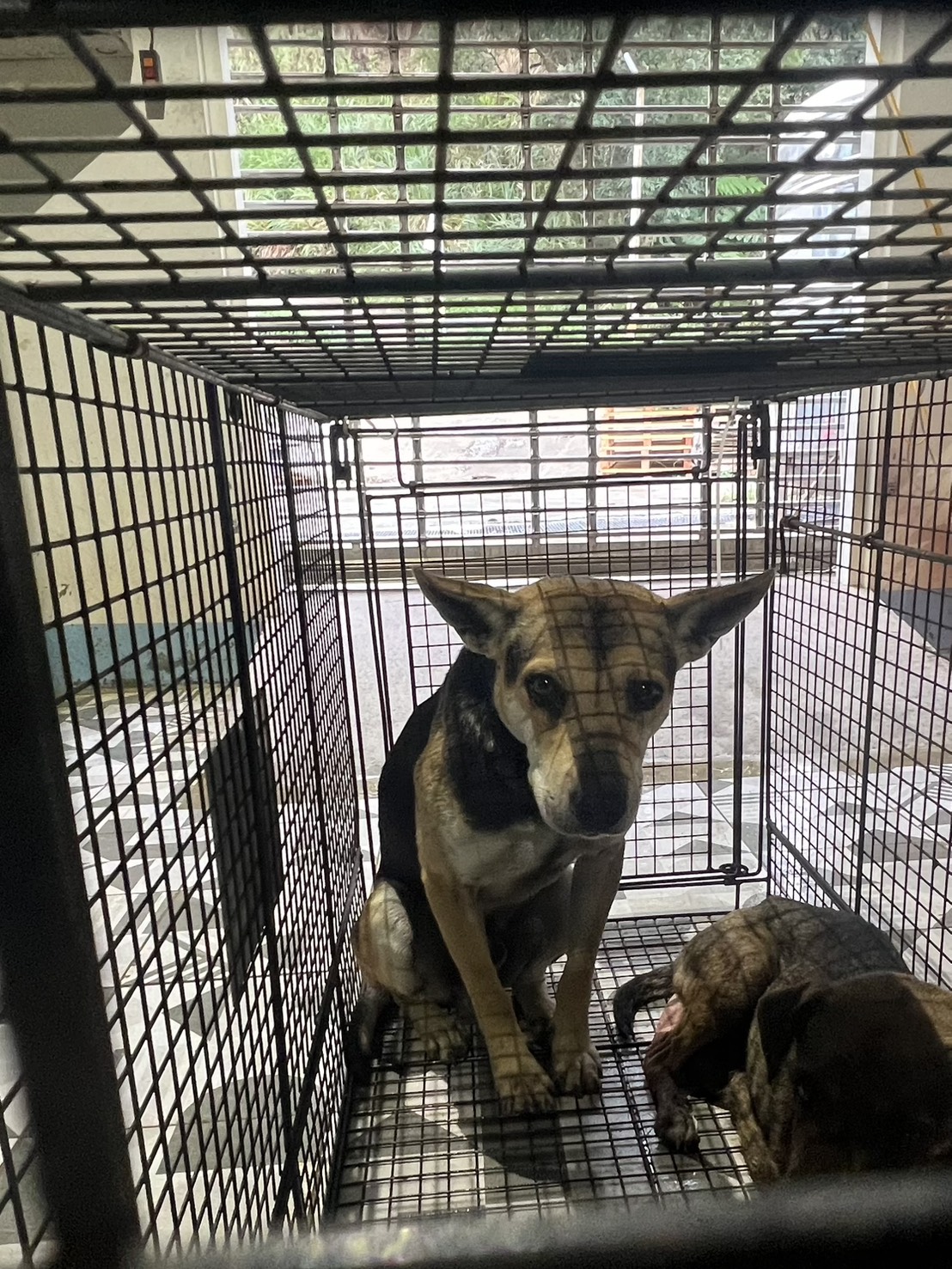苗栗縣待認養狗 混種犬