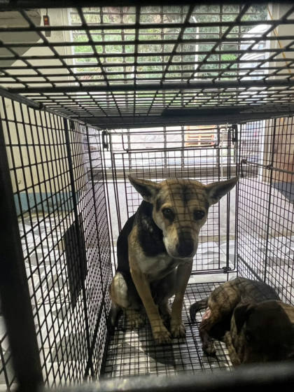苗栗縣待認養狗｜混種犬｜黑黃色｜公