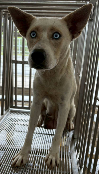 花蓮縣待認養狗｜混種犬｜白色｜母