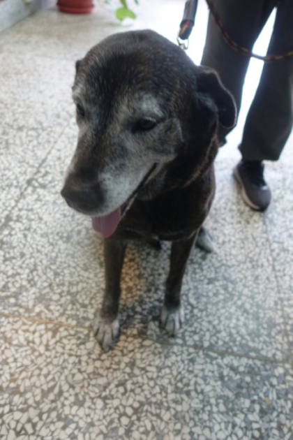 宜蘭縣待認養狗｜混種犬｜黑色｜公
