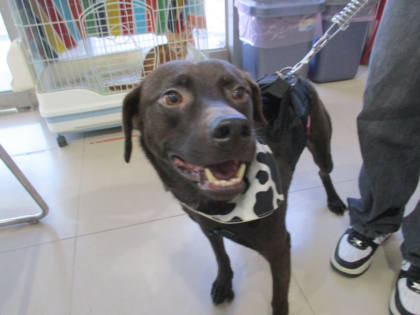 高雄市待認養狗｜混種犬｜黑色｜公