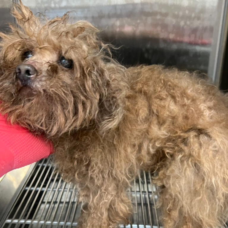 新北市待認養狗 貴賓犬