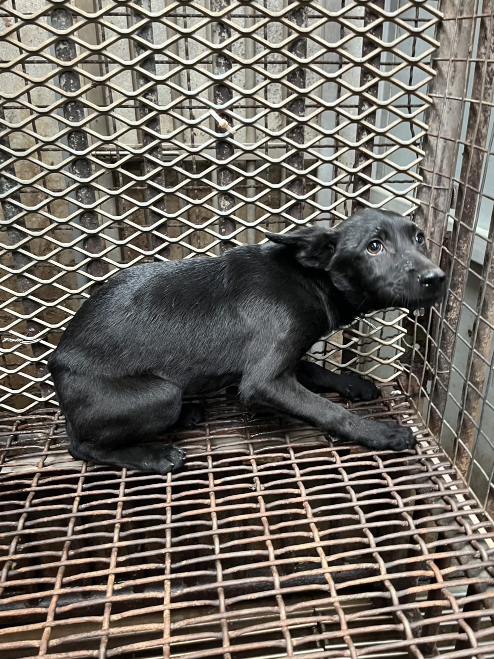 彰化縣待認養狗 混種犬