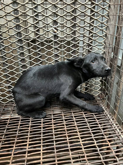 彰化縣待認養狗｜混種犬｜黑色｜母