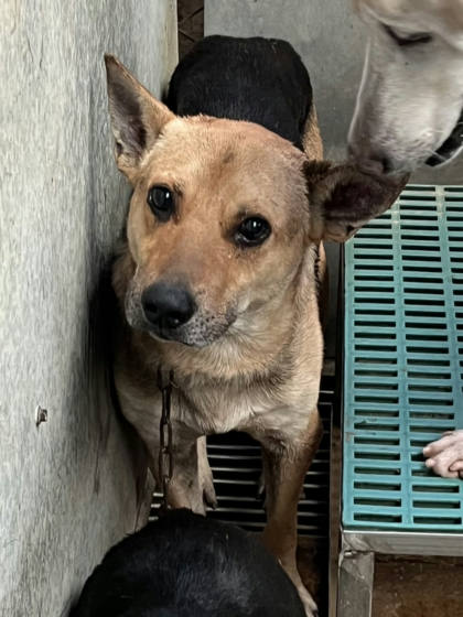 彰化縣待認養狗｜混種犬｜公
