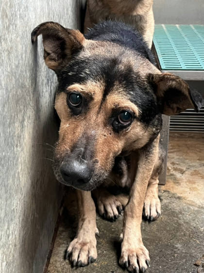 彰化縣待認養狗｜混種犬｜公