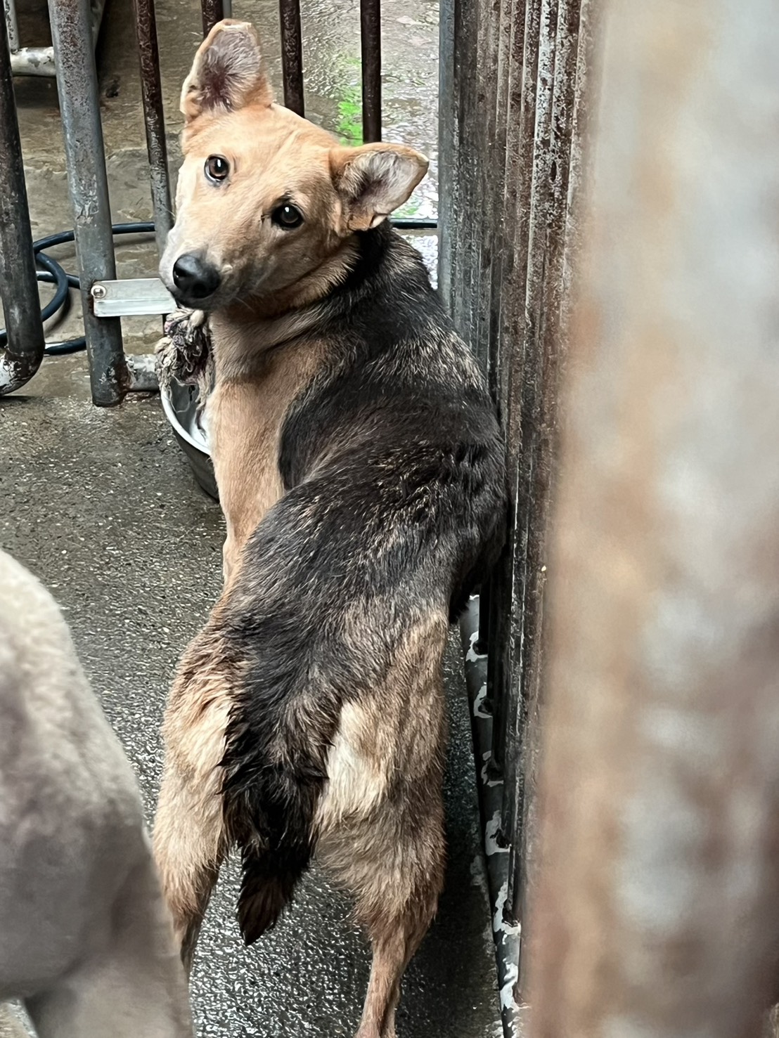 彰化縣待認養狗 混種犬