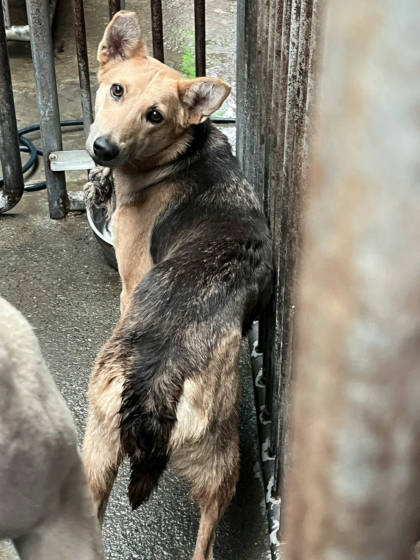 彰化縣待認養狗｜混種犬｜母