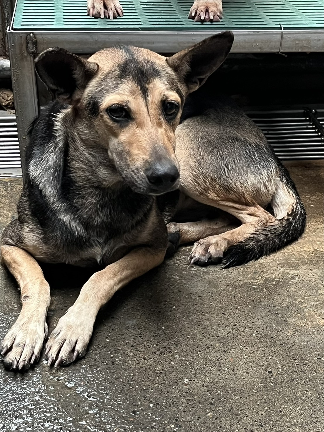 彰化縣待認養狗 混種犬
