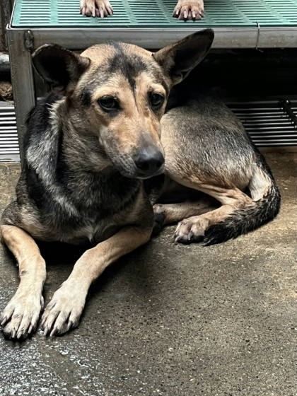 彰化縣待認養狗｜混種犬｜母