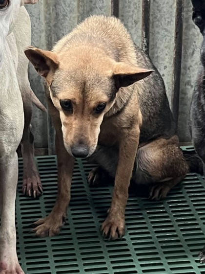 彰化縣待認養狗｜混種犬｜母