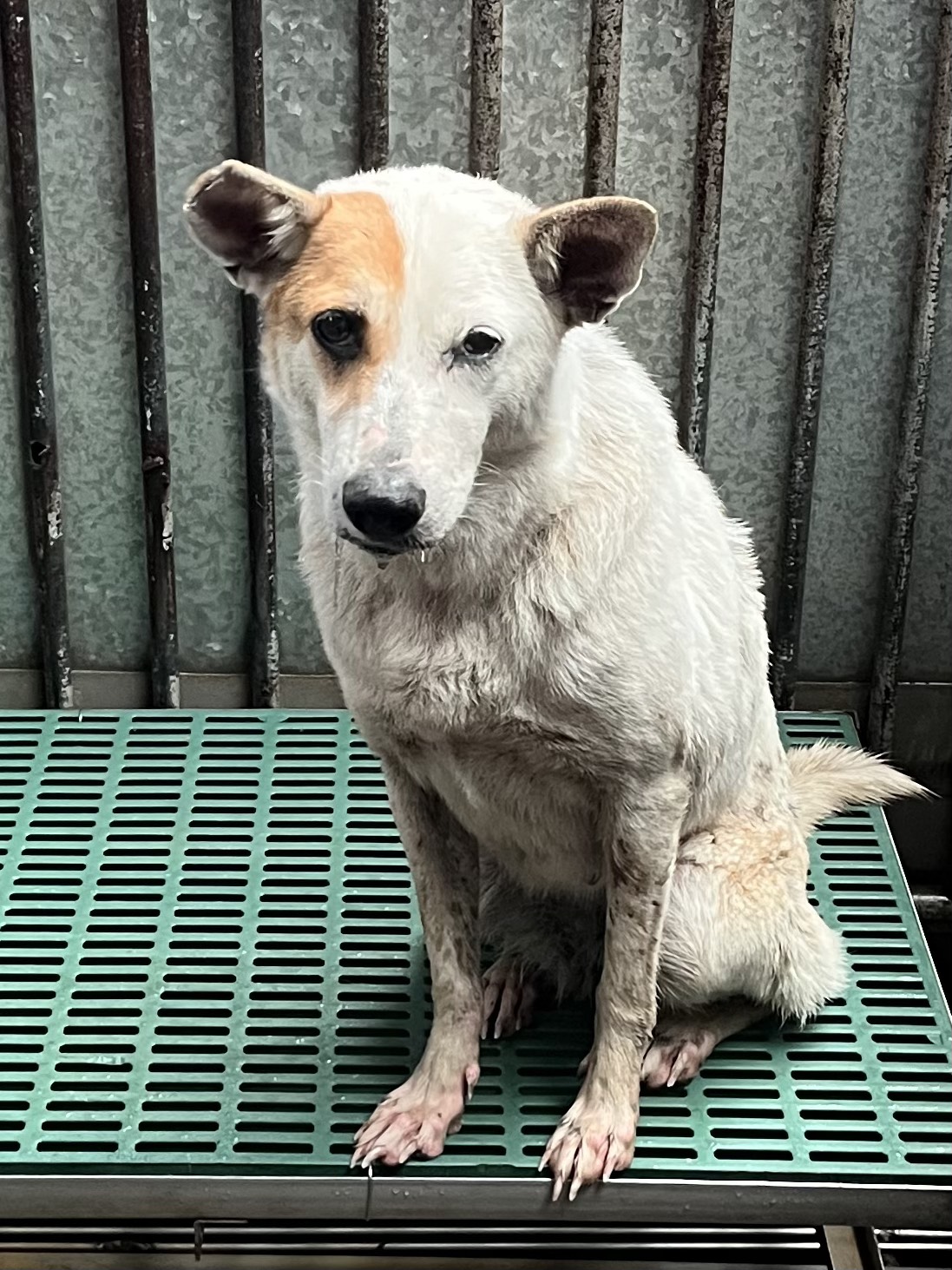 彰化縣待認養狗 混種犬