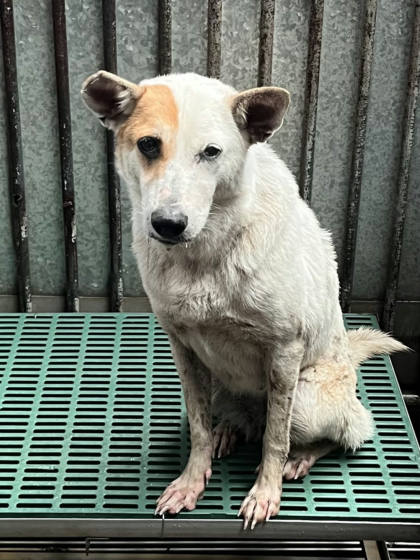 彰化縣待認養狗｜混種犬｜黃白色｜母