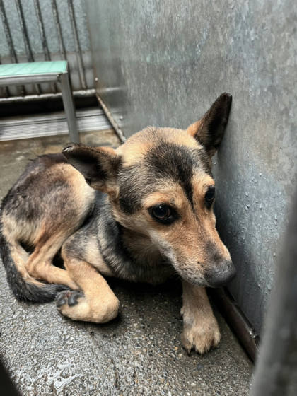 彰化縣待認養狗｜混種犬｜母