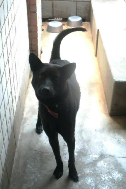 宜蘭縣待認養狗｜混種犬｜黑色｜公