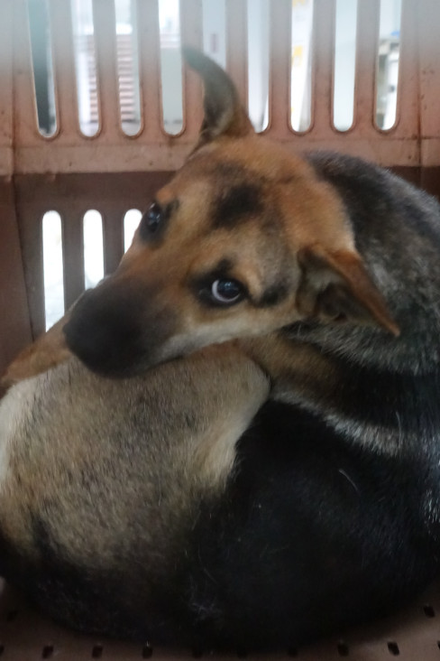 宜蘭縣待認養狗 混種犬