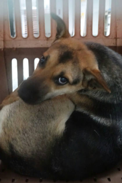 宜蘭縣待認養狗｜混種犬｜棕黑色｜母