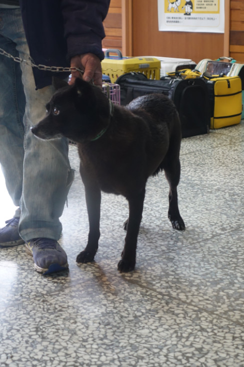 宜蘭縣待認養狗 混種犬