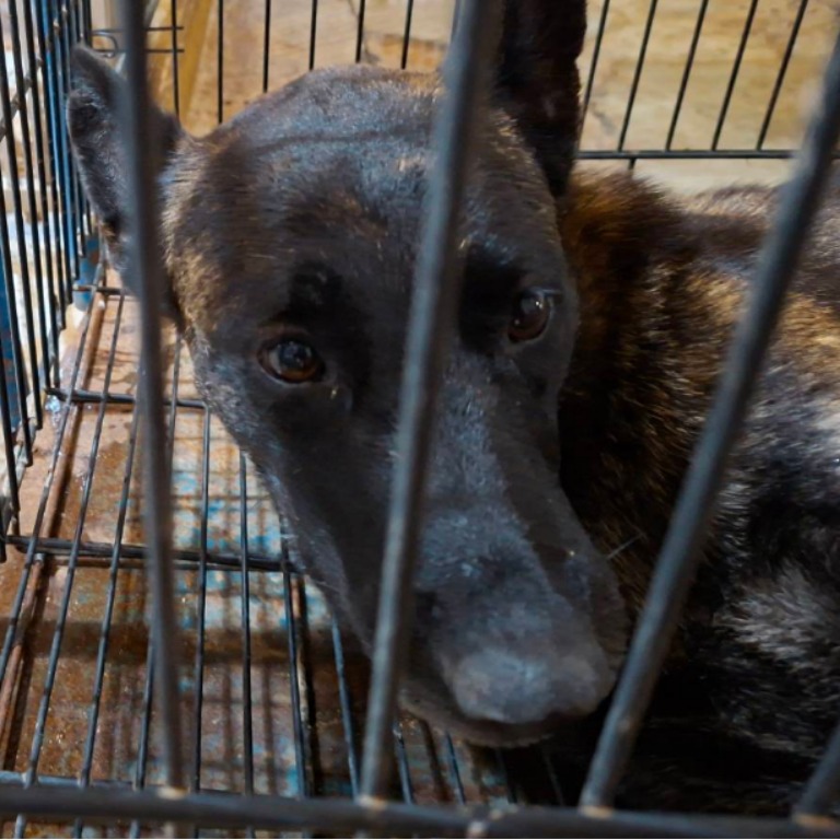 台南市待認養狗 混種犬