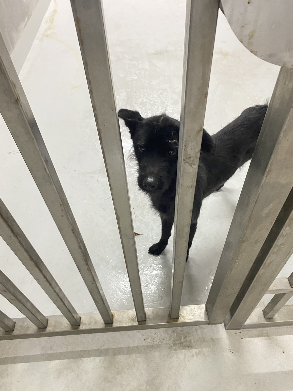 基隆市待認養狗 混種犬