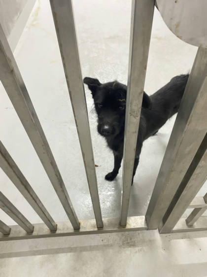 基隆市待認養狗｜混種犬｜黑色｜母