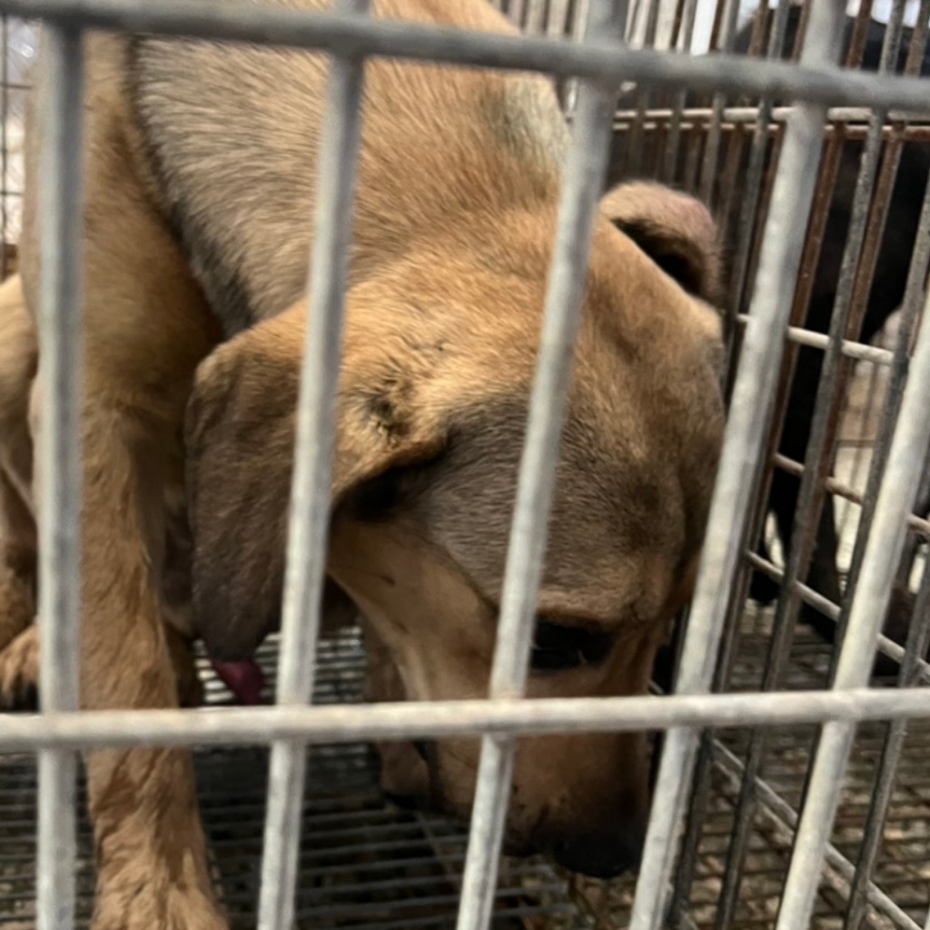 台南市待認養狗 混種犬