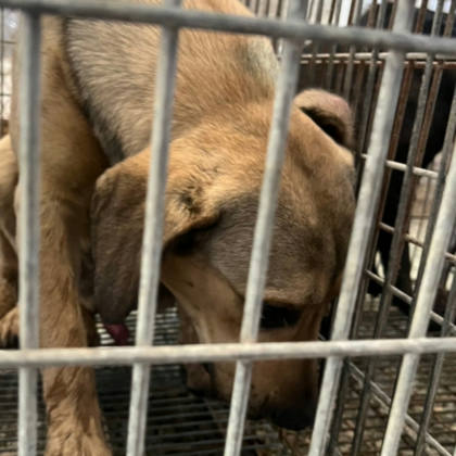 台南市待認養狗｜混種犬｜黃色｜母