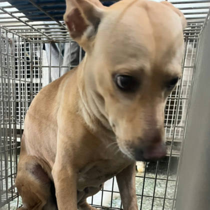 台南市待認養狗｜混種犬｜黃色｜母