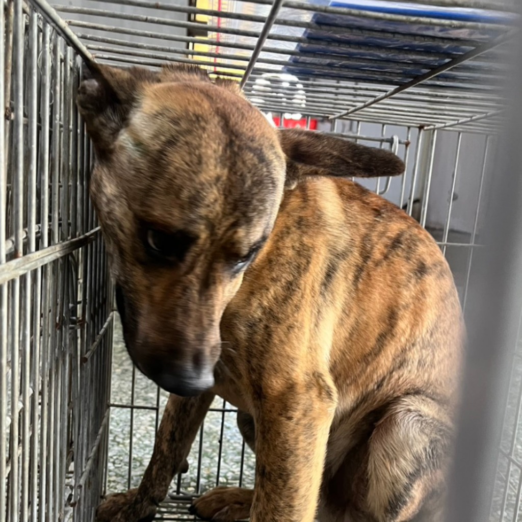 台南市待認養狗 混種犬
