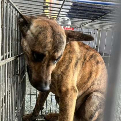 台南市待認養狗｜混種犬｜黃虎斑色｜公