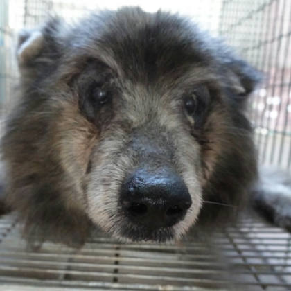 台南市待認養狗｜混種犬｜灰色｜母