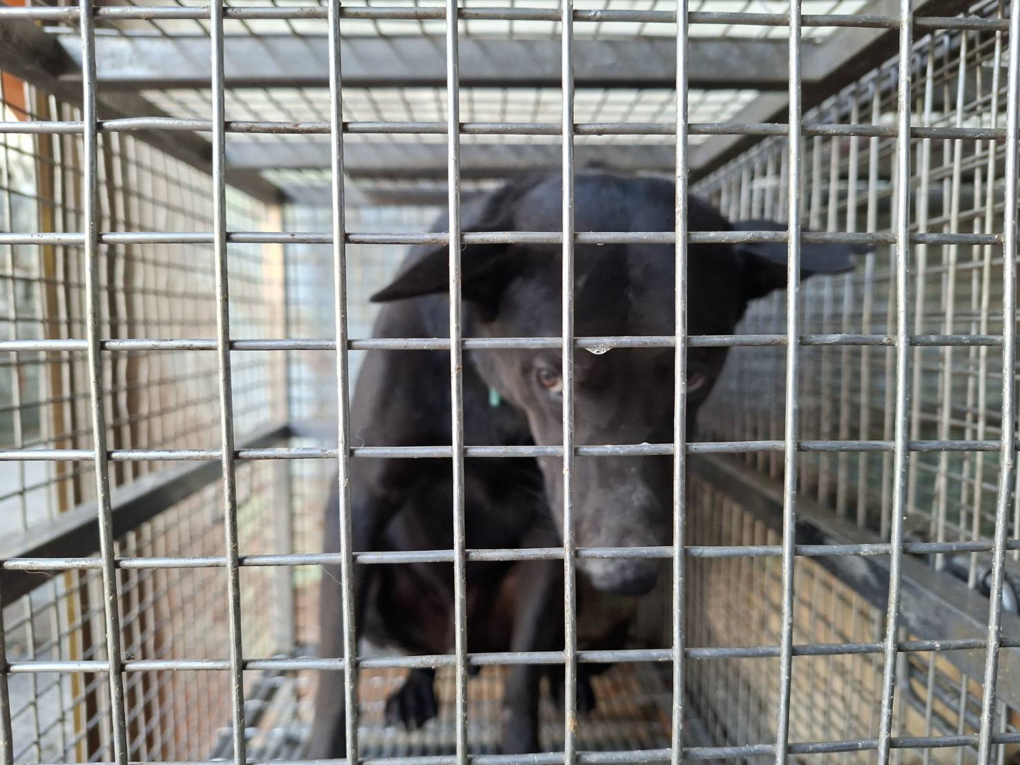 台南市待認養狗 混種犬
