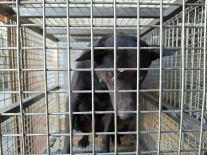 台南市待認養狗｜混種犬｜黑色｜公