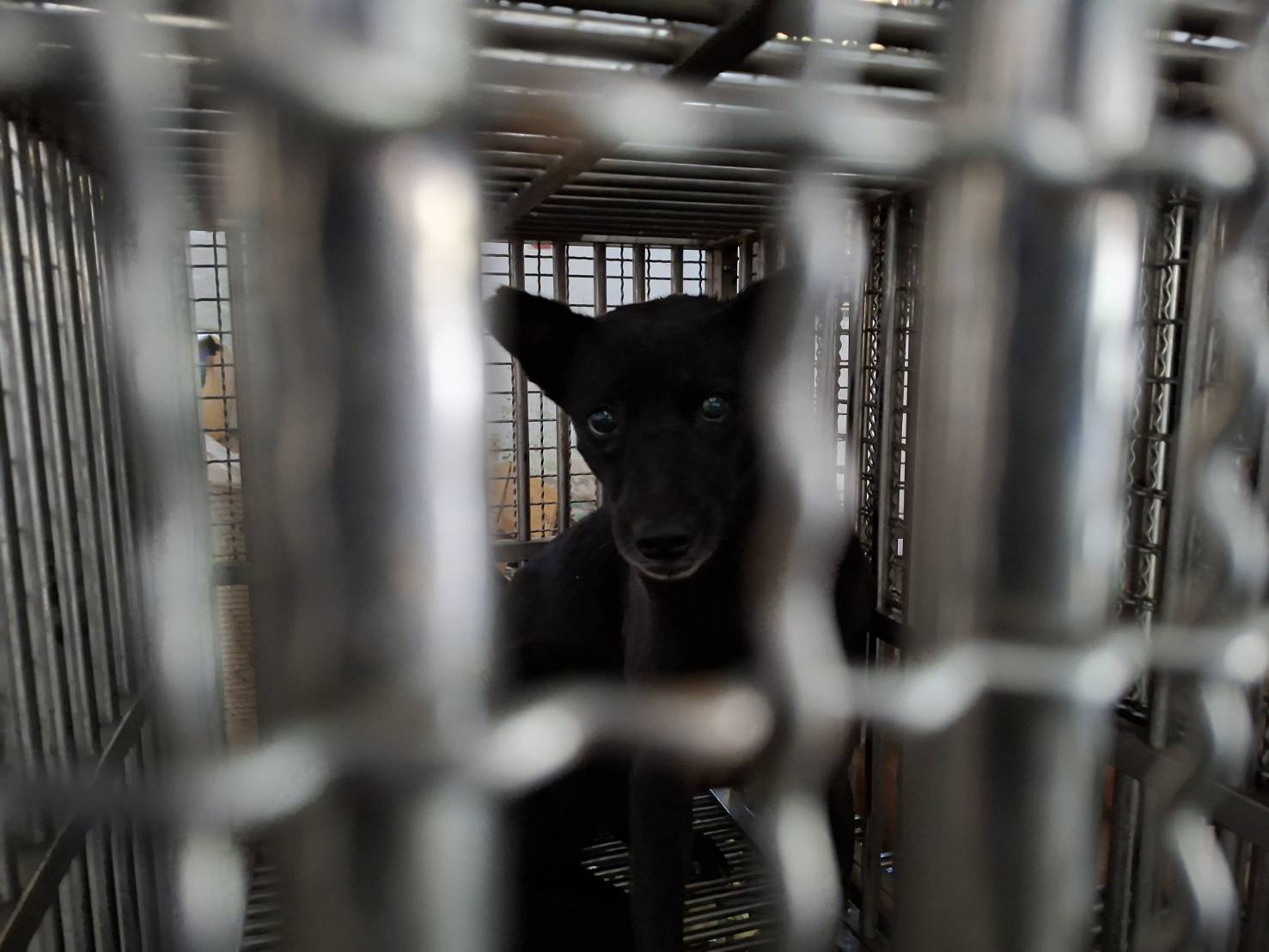 台南市待認養狗 混種犬