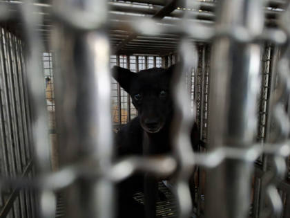 台南市待認養狗｜混種犬｜黑色｜母