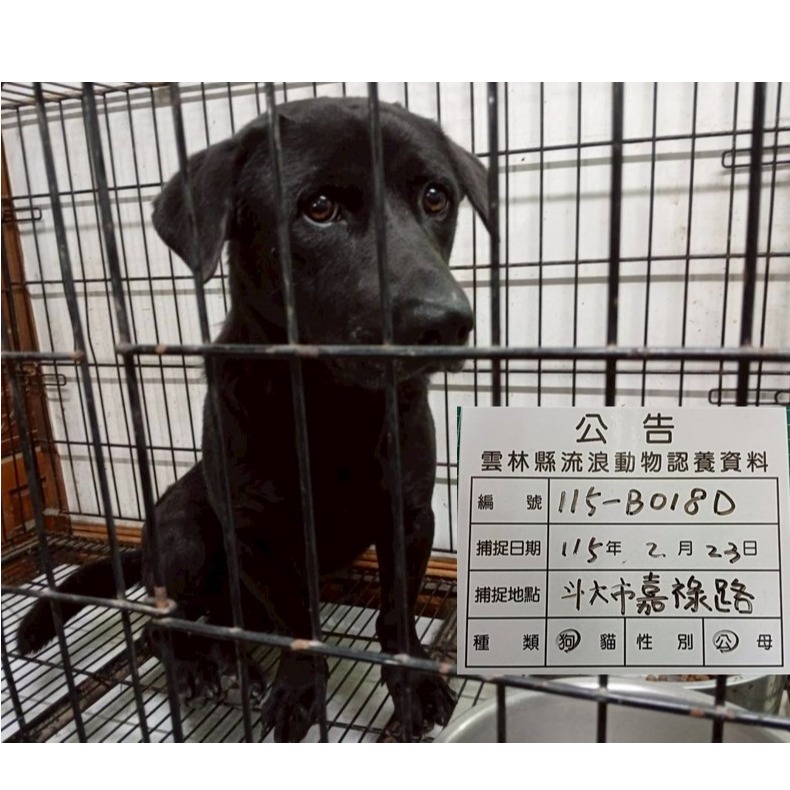 雲林縣待認養狗 混種犬