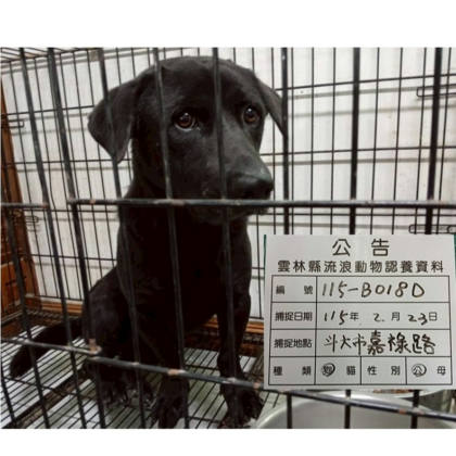 雲林縣待認養狗｜混種犬｜黑色｜公