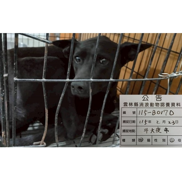 雲林縣待認養狗 混種犬