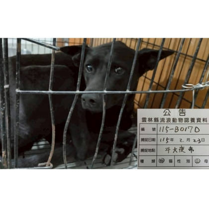 雲林縣待認養狗｜混種犬｜黑色｜公
