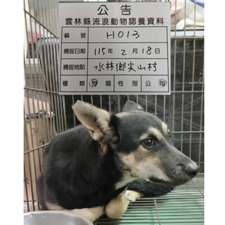 雲林縣待認養狗 混種犬