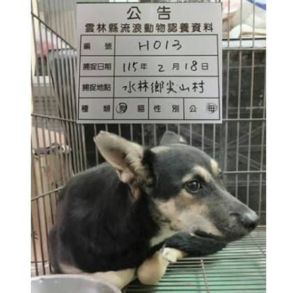 雲林縣待認養狗｜混種犬｜黑黃色｜母