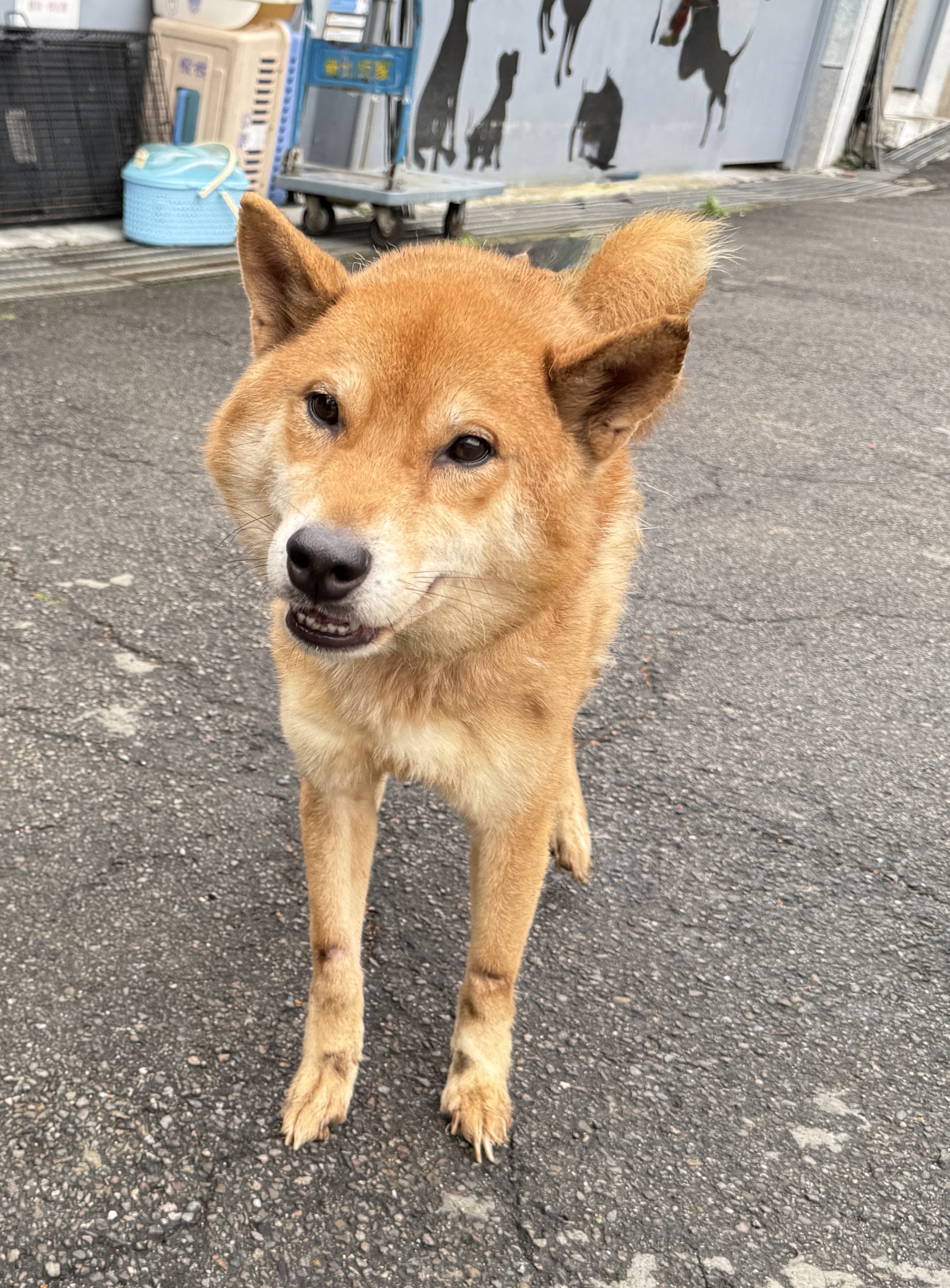 新北市待認養狗 柴犬